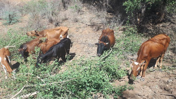 Desert Date Cattle