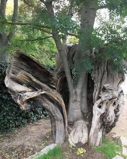 Tree Within a Tree