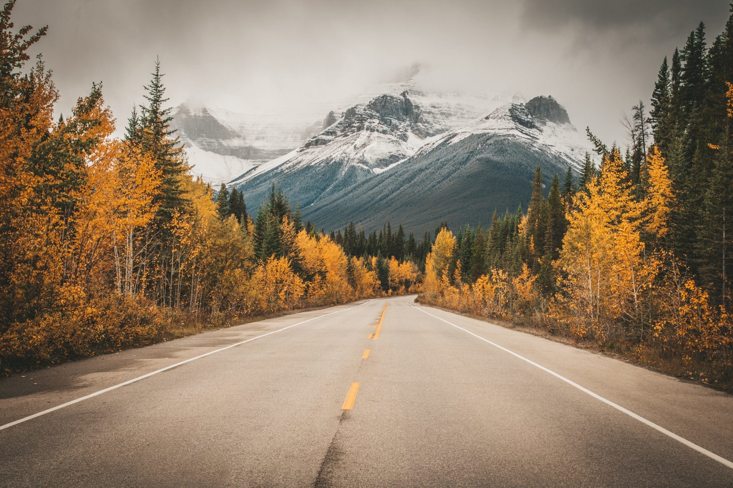 Pic6_TreesAlberta_GO_source_brianna-r-uQp3u0apVFk-unsplash Driving to the Mountains