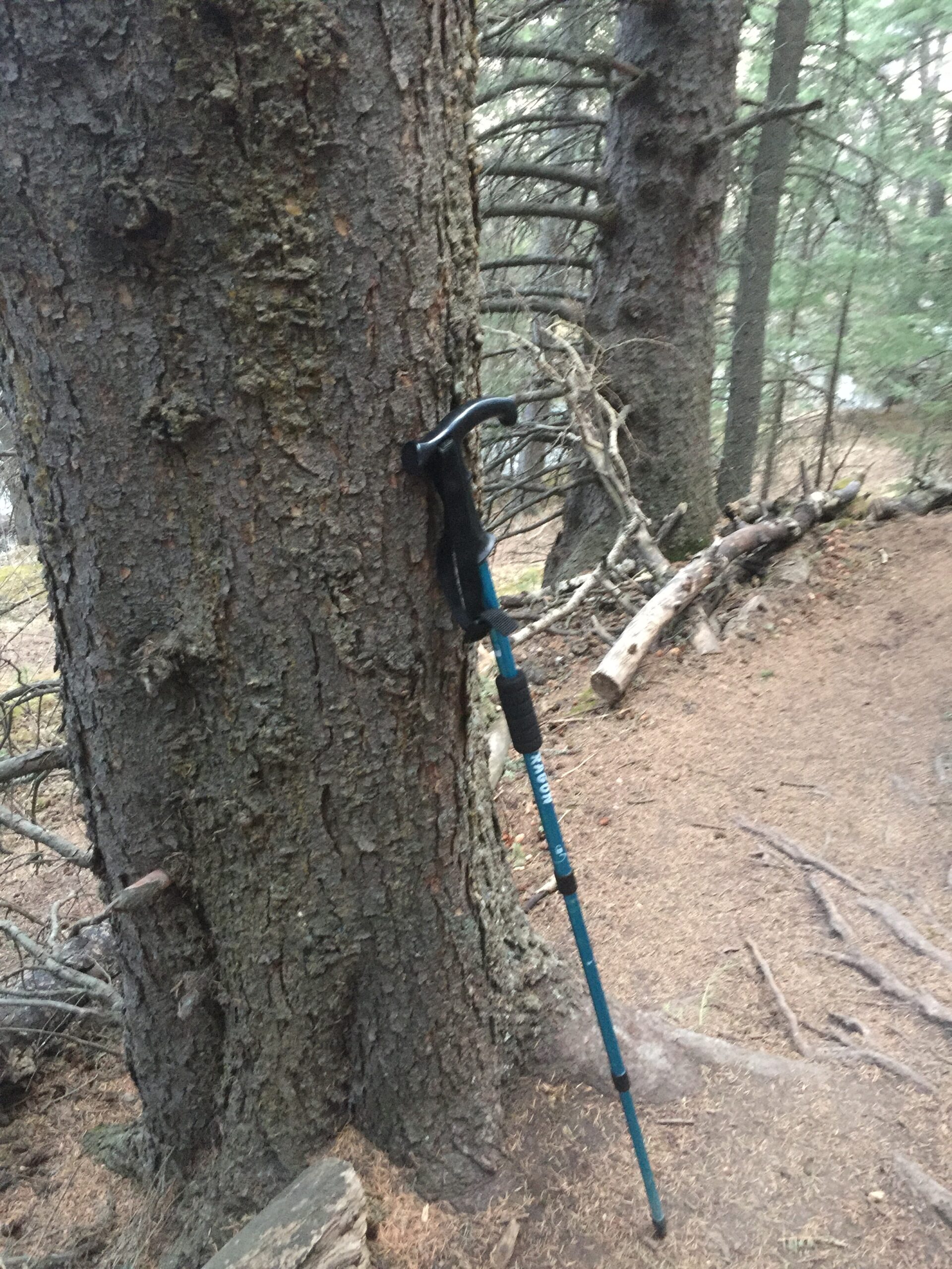 Spruce Walking Stick