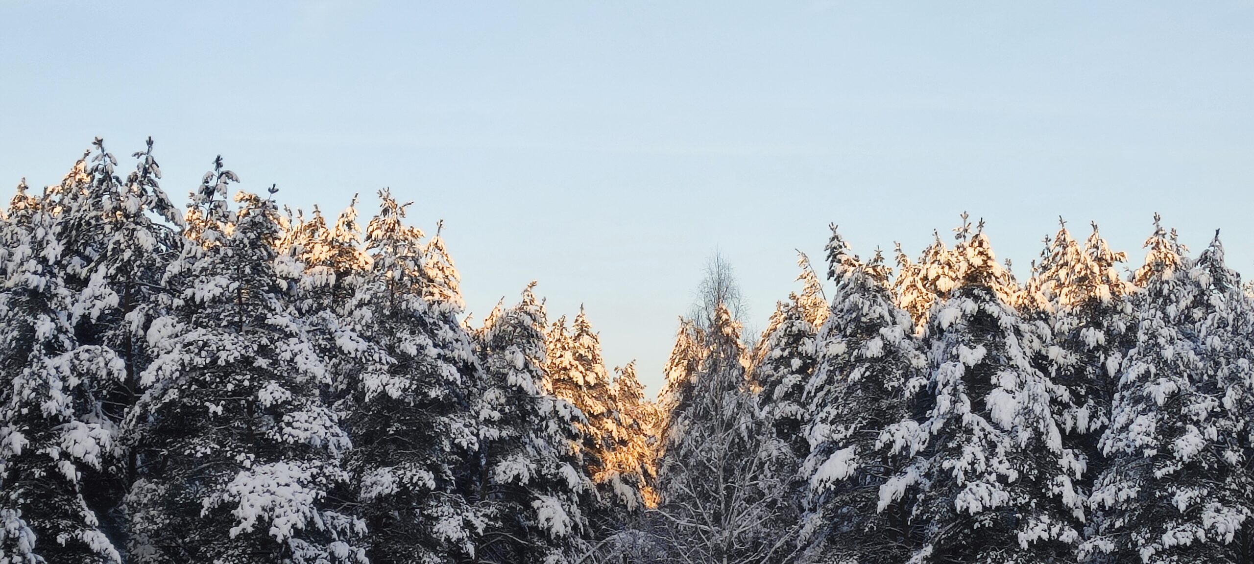 Tree Winter Elena Belarus