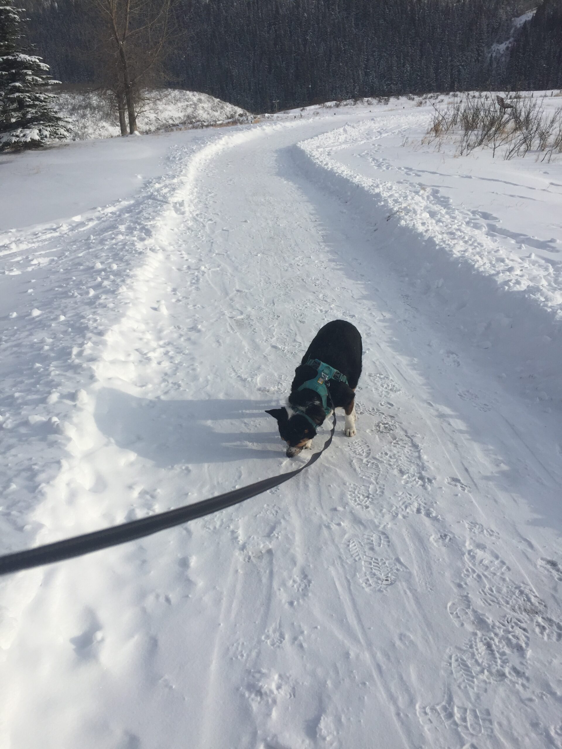 Walking with the dog on a snowy day