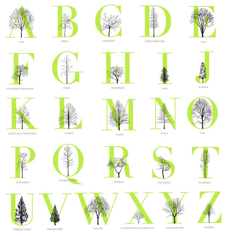 Tree Alphabet Katie Holten