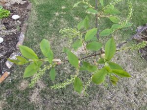 May 15_TreeFrontYard2